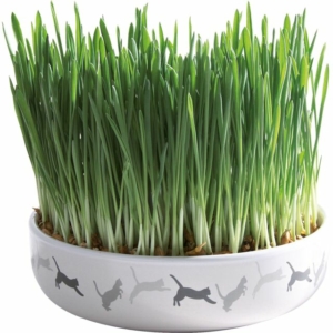 Gamelle en céramique avec herbe à chat