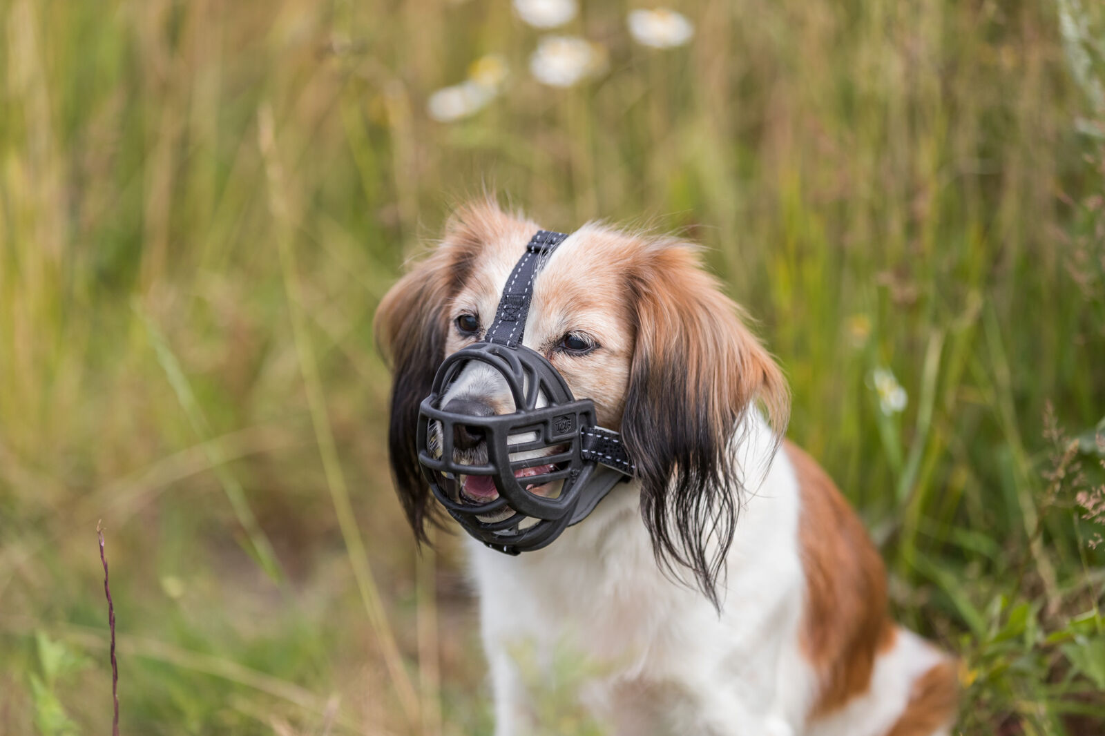 Muselière Muzzle Flex, en caoutchouc – Image 5