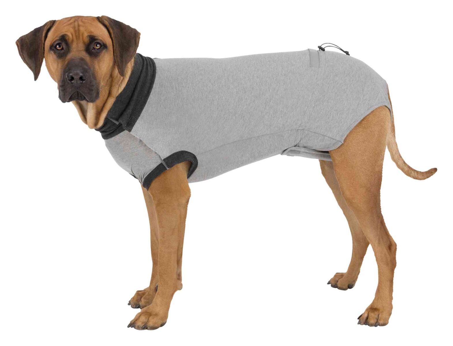 Body de protection pour chiens – Image 2