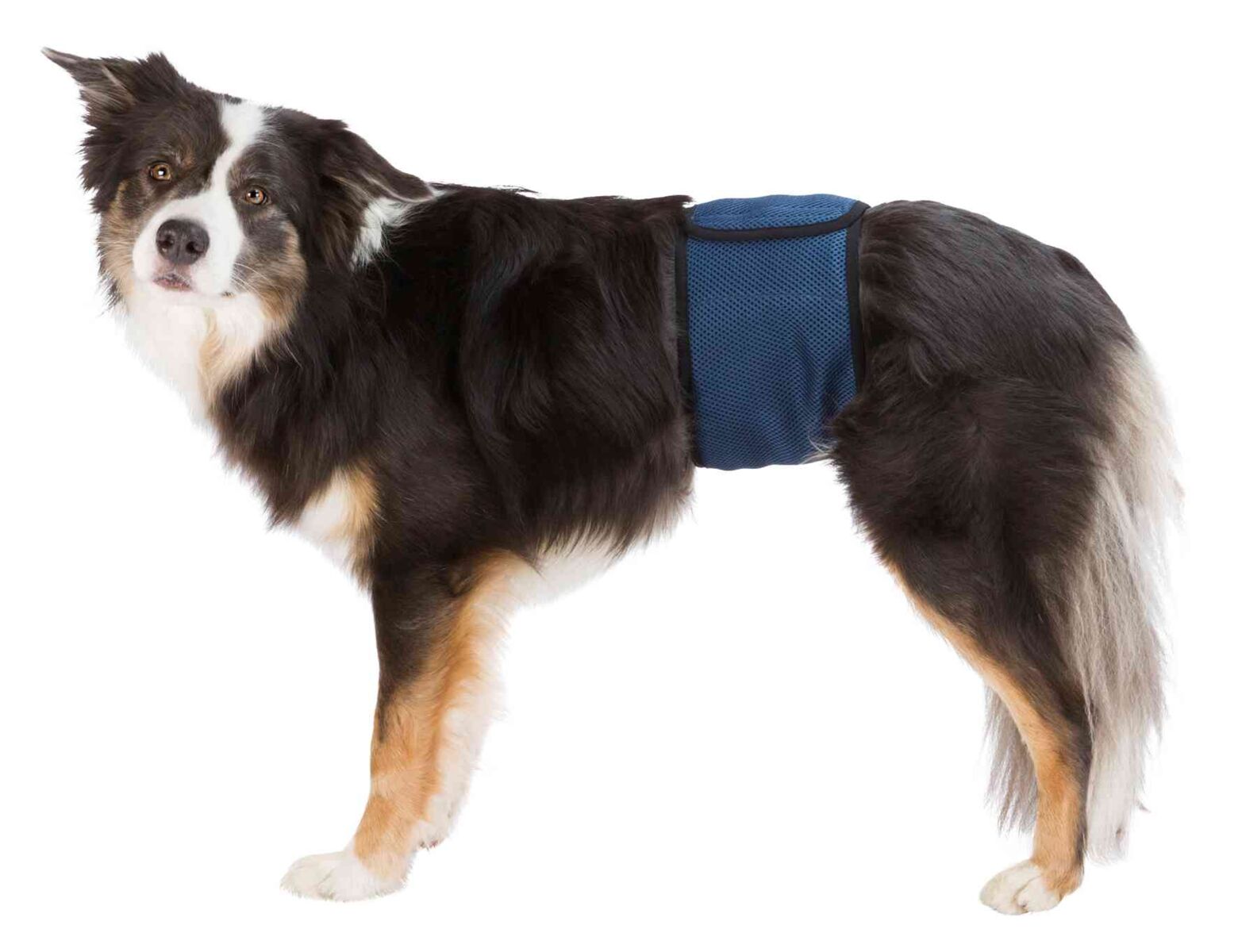 Couches lavables pour chiens mâles