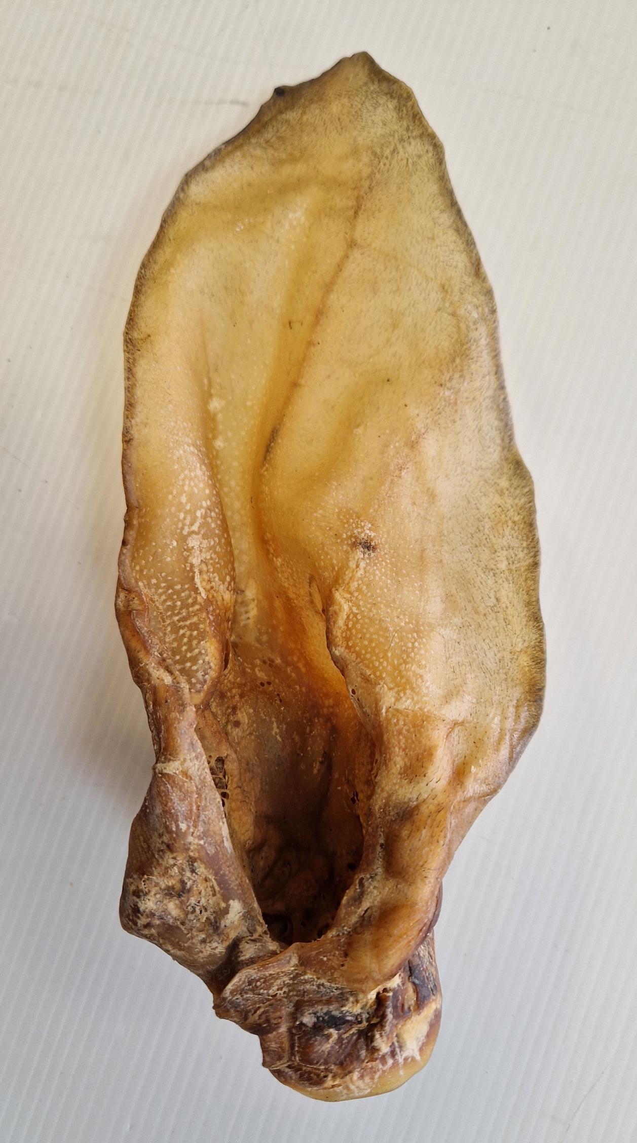 OREILLE DE BŒUF CLASSIQUE – Image 2