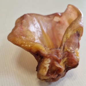 OREILLE PORC AVEC PAVILLION