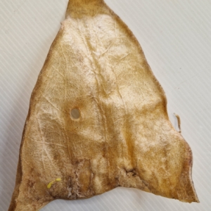 OREILLE DE VEAU