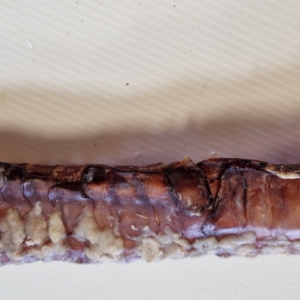 TRACHÉE DE BŒUF 30 CM
