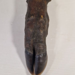 PIED SANGLIER