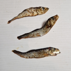 SACHET SPRAT 50G-200G-1KG