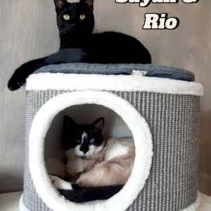 Accessoires pour chat