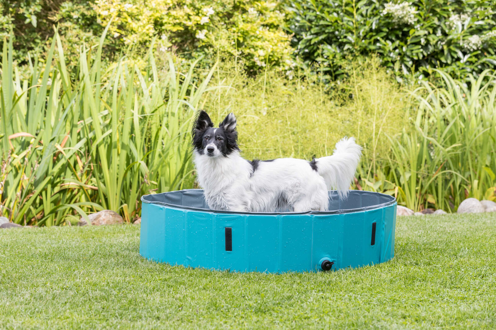 Piscine pour chiens