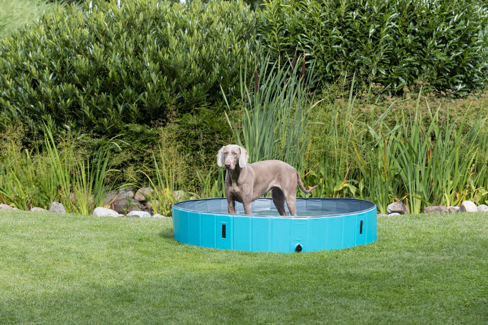 Piscine pour chiens – Image 2