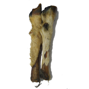 Pied de chèvre poilu