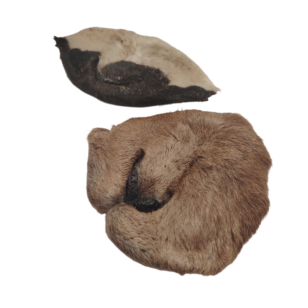 Museau de chèvre poilu – Image 2