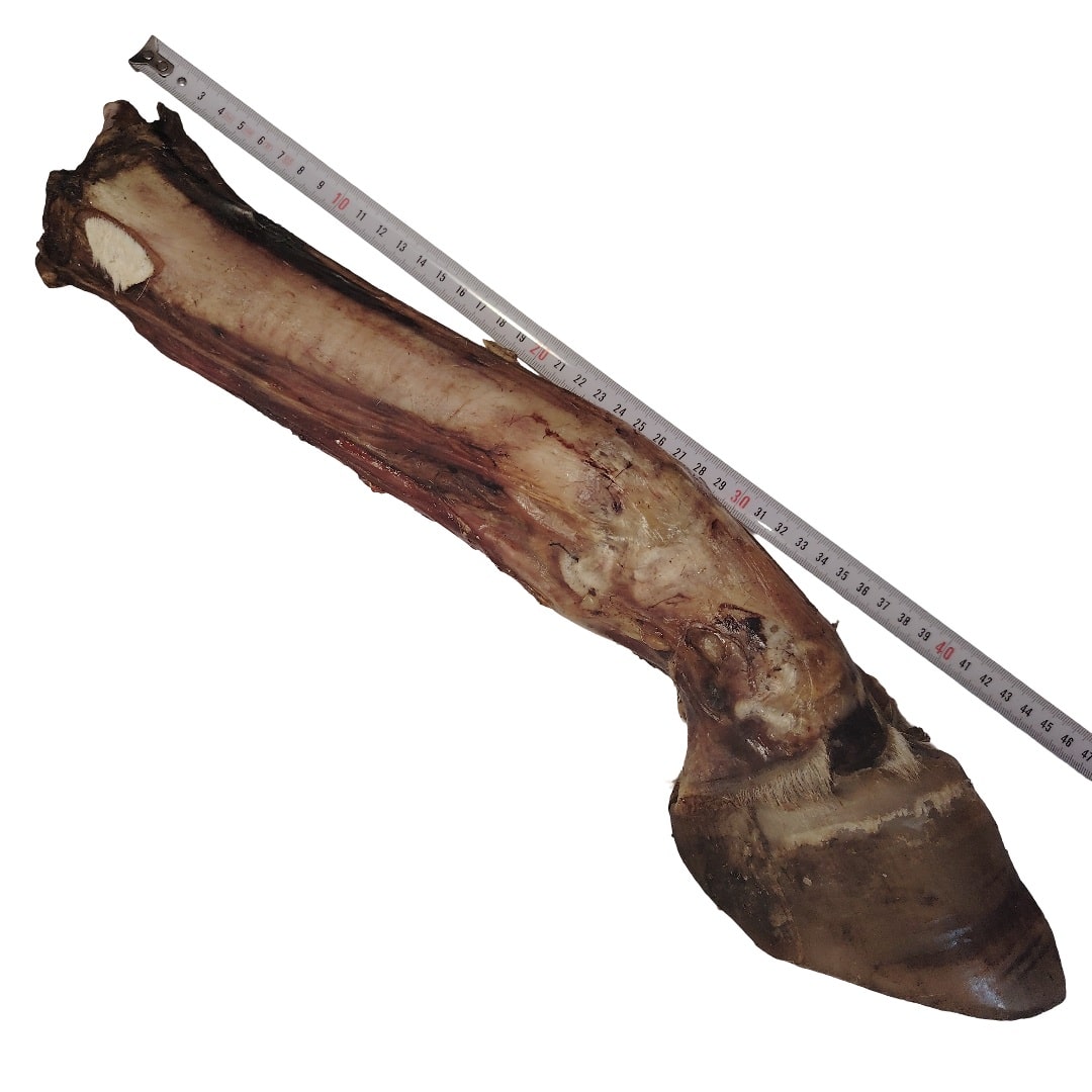 Pied de bœuf avec Sabot XXL