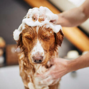 Shampoing